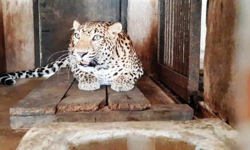 Bokaro Zoo: इम्युनिटी बढ़ाने के लिए जानवरों को दिए जा रहे कैल्शियम, विटामिन और शहद