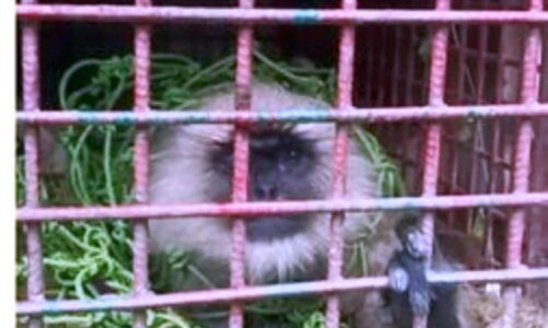 Chas: आखिर पकड़ा गया आतंकी बंदर, लोगों ने ली राहत की सांस