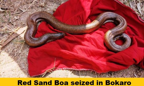 बोकारो में जब्त किया गया बेशकीमती ‘Red Sand Boa’ सांप, अंतरराष्ट्रीय बाजार में है भारी डिमांड