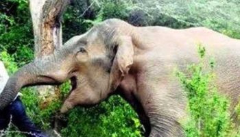 हाथियों का आतंक: एक महिला की मौत, सूड़ में लपेटकर बाइक सवार को पटका हेलमेट होने से बच गई जान