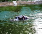 Bokaro Zoo: जानवरों को गर्मी से बचाने के लिए ग्लूकोज और विटामिन का सहारा