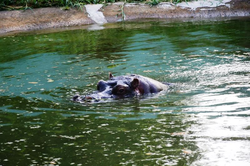 Bokaro Zoo: जानवरों को गर्मी से बचाने के लिए ग्लूकोज और विटामिन का सहारा