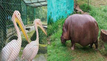 ठंड में जानवरों की सुरक्षा के लिए Bokaro Zoo ने किए खास इंतजाम