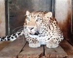इलाज के बावजूद नहीं बच सकी मादा तेंदुआ, Bokaro Zoo में पसरा सन्नाटा