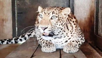इलाज के बावजूद नहीं बच सकी मादा तेंदुआ, Bokaro Zoo में पसरा सन्नाटा