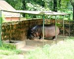 हल्दी-चूना बना जानवरों का कवच, Bokaro Zoo में लौटी दादी-नानी की परंपरा