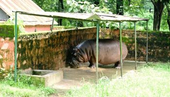 हल्दी-चूना बना जानवरों का कवच, Bokaro Zoo में लौटी दादी-नानी की परंपरा
