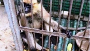 Bokaro: लंगूर पिटाई मामले में 3 पर FIR, वायरल वीडियो बना आधार