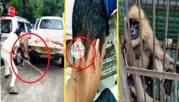 Langur Viral Video: लंगूर की पिटाई पर बंटा बोकारो, किसी को क्रूरता लगी तो किसी को न्याय