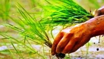Bokaro: 3 से 20 जुलाई तक जिले में चलेगा ‘धान रोपनी का रोपा अभियान’