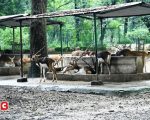 Bokaro Zoo की जिम्मेदारी छोड़ने को तैयार BSL, बनी कमेटी, क्या वन विभाग लेगा जिम्मा ?