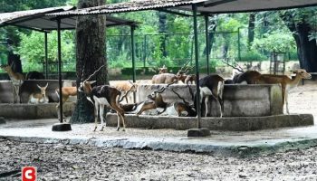 Bokaro Zoo की जिम्मेदारी छोड़ने को तैयार BSL, बनी कमेटी, क्या वन विभाग लेगा जिम्मा ?