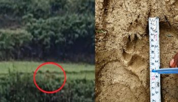 Bokaro: बाघ या भ्रम ? किसान ने बनाया वीडियो, गाँव में दहशत का माहौल, वन विभाग अलर्ट
