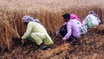 बोकारो में धान कटनी का उत्सव मनाने की योजना